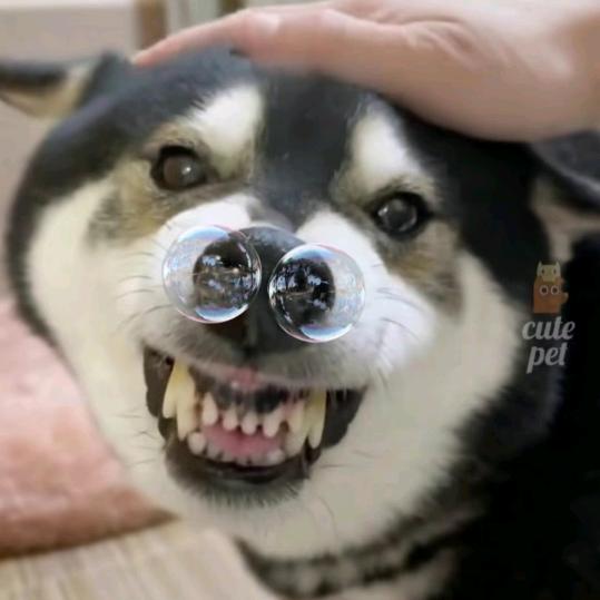 赵/ /