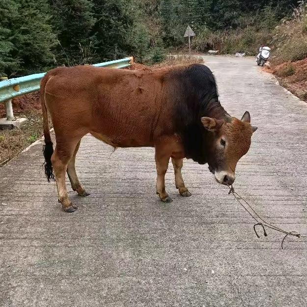 王双