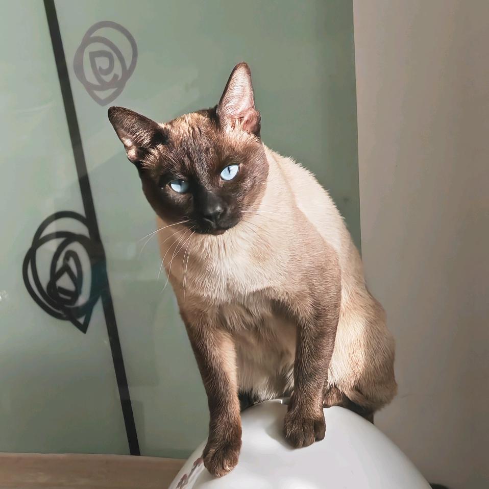 虎子是只猫🐈‍⬛