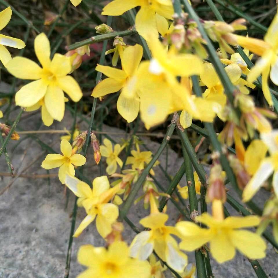 迎春花
