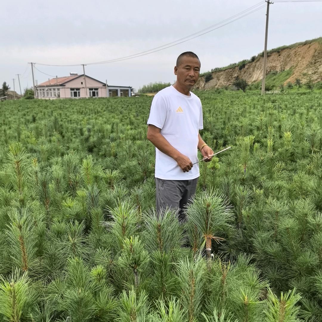五宝山千亩红松苗圃基地