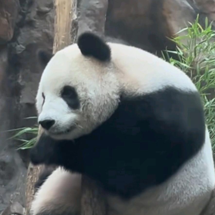 琴心