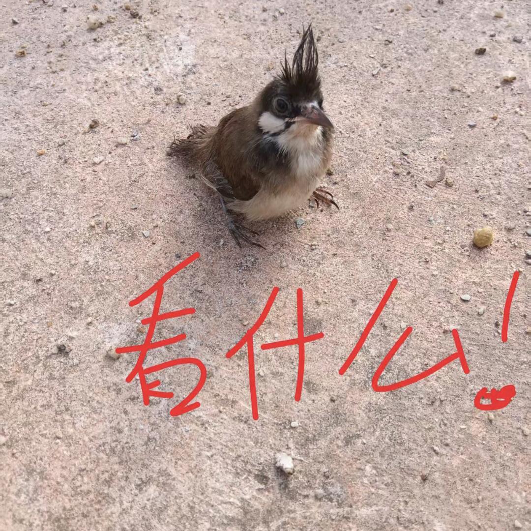 缘