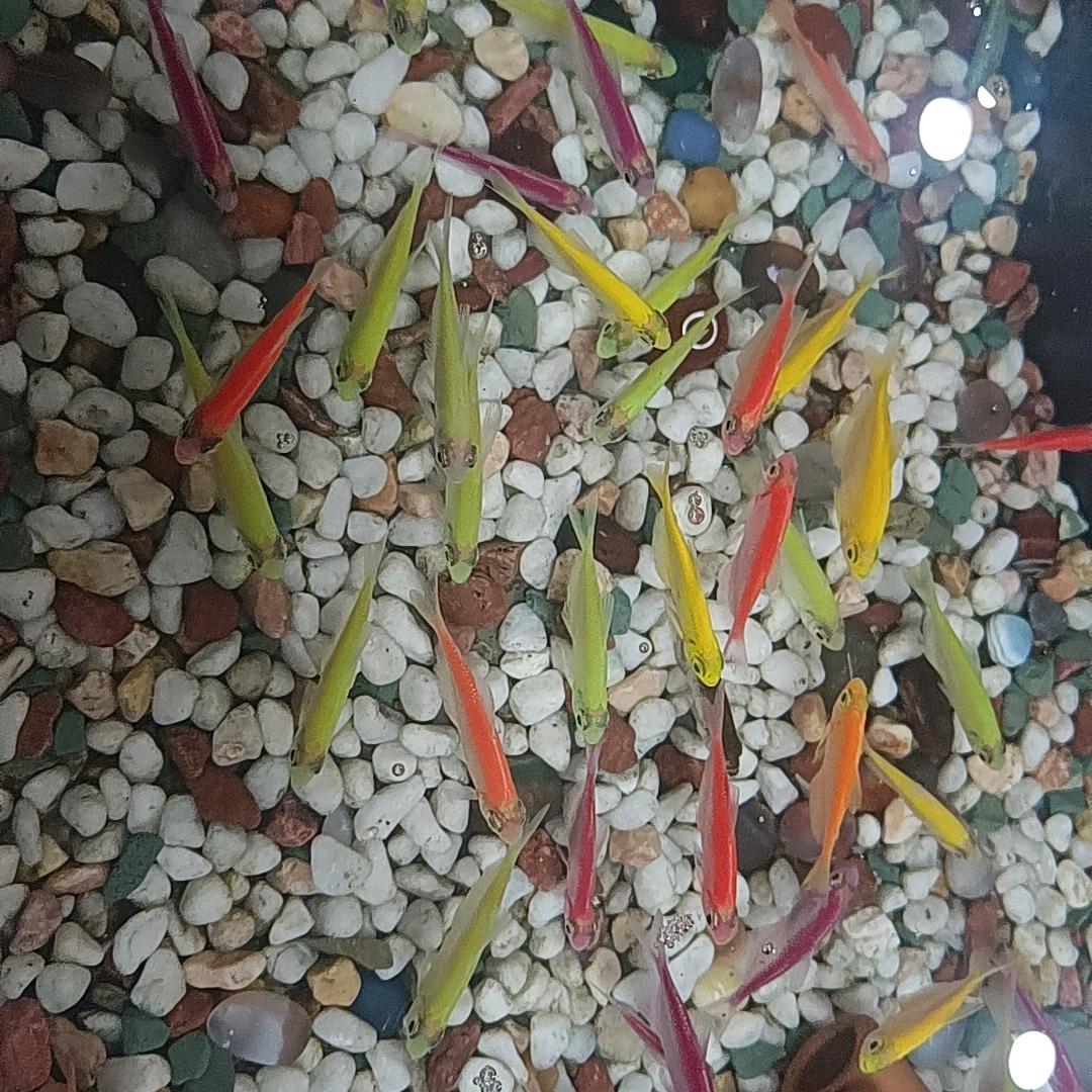 讼顺无忧咨询直播号