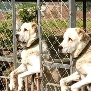 曼森丁犬业