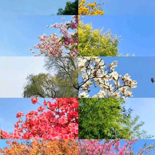 汤圆（通讯人）