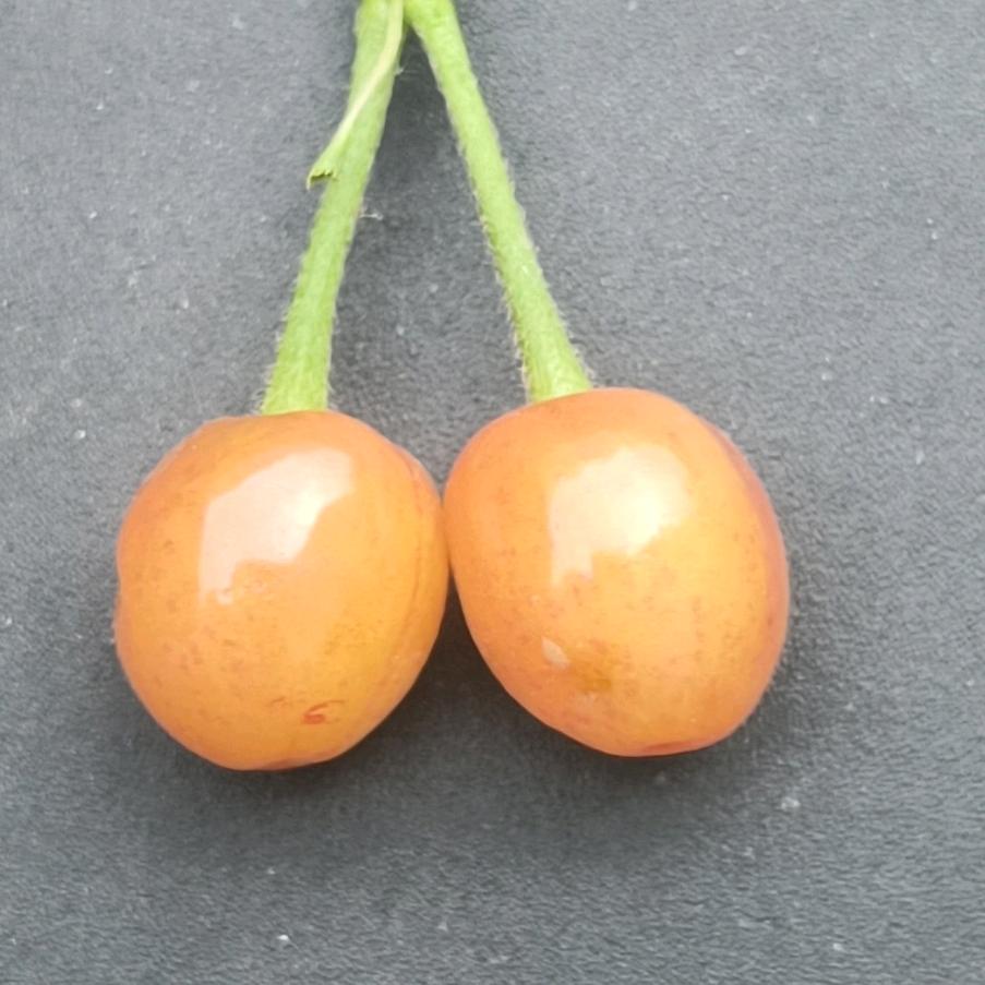 玉儿（先髋右侧置换）