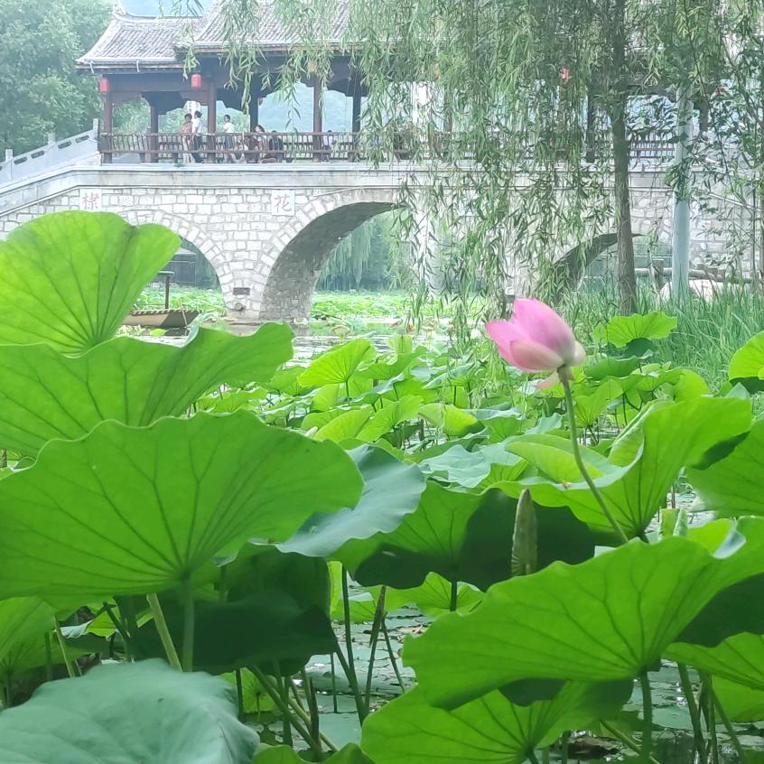 小檬讲百草