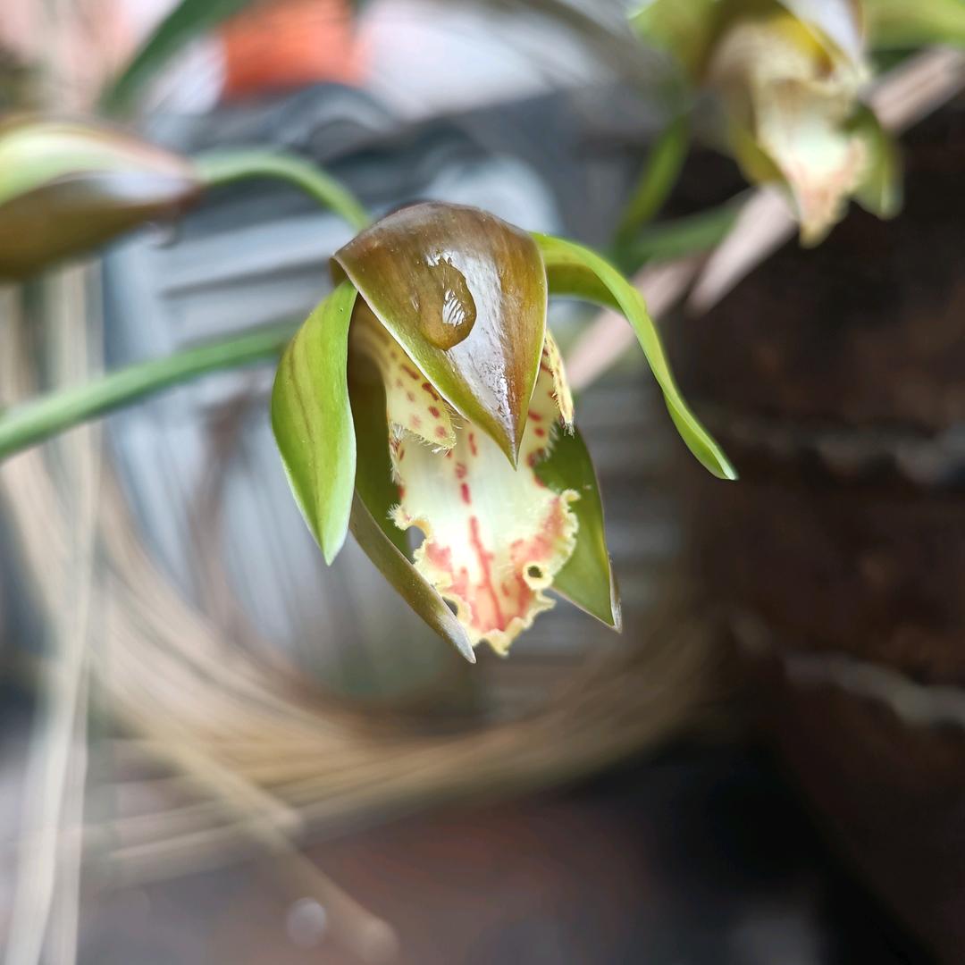 广通园艺花卉店