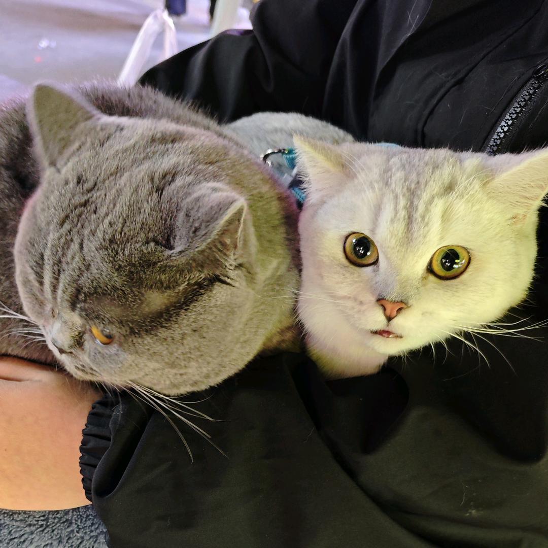 FALLING（三角洲跑刀）