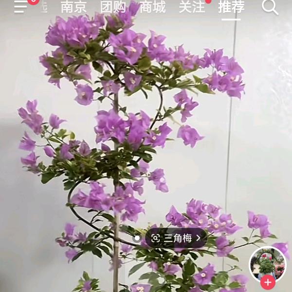春暖花开