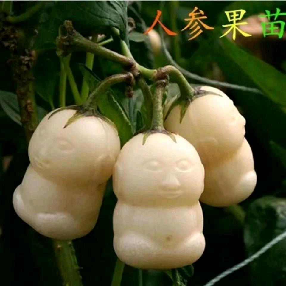 🍆🍆🍆