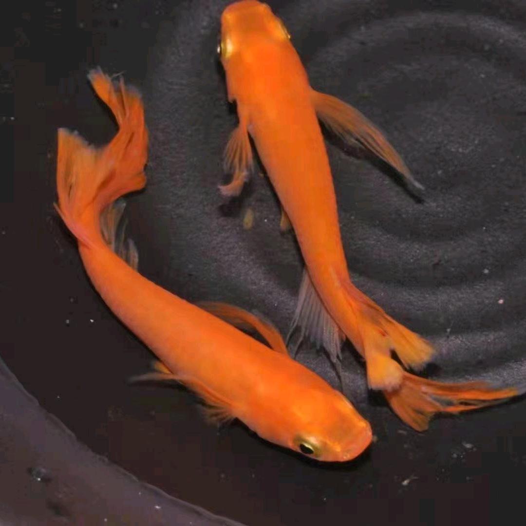 谢鱂鱼场