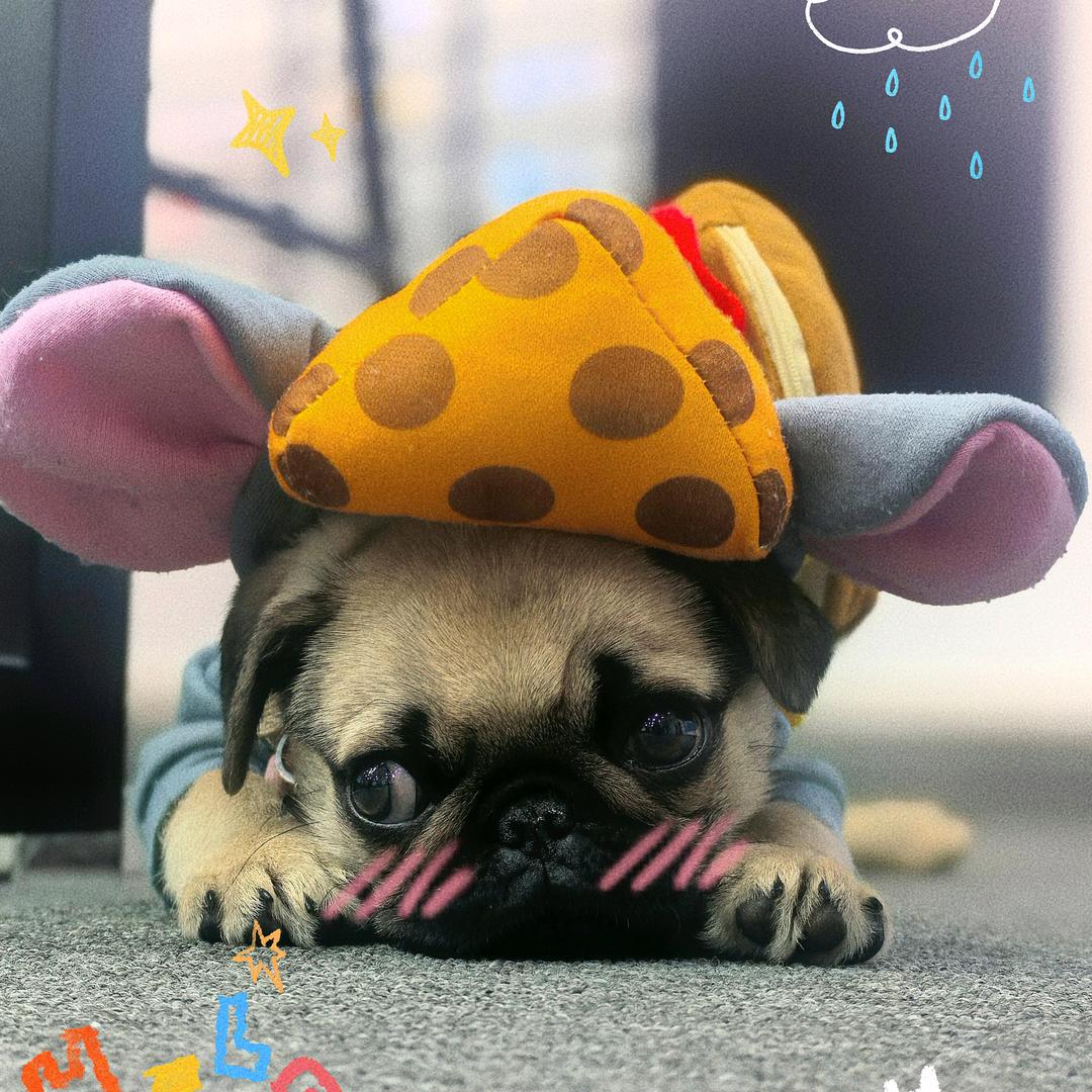 乔姨的养狗日记