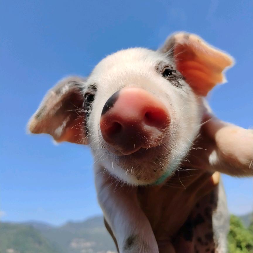 农村养猪人