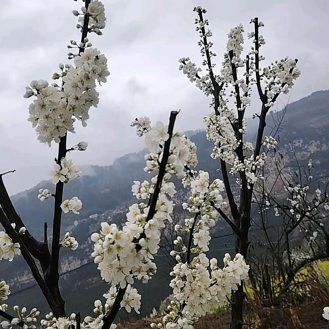陈幺妹