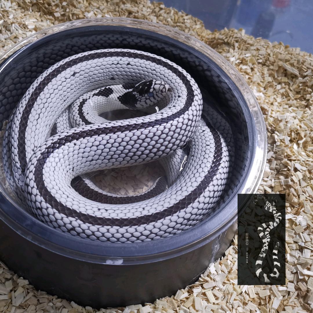 阿弥陀佛王蛇大叔