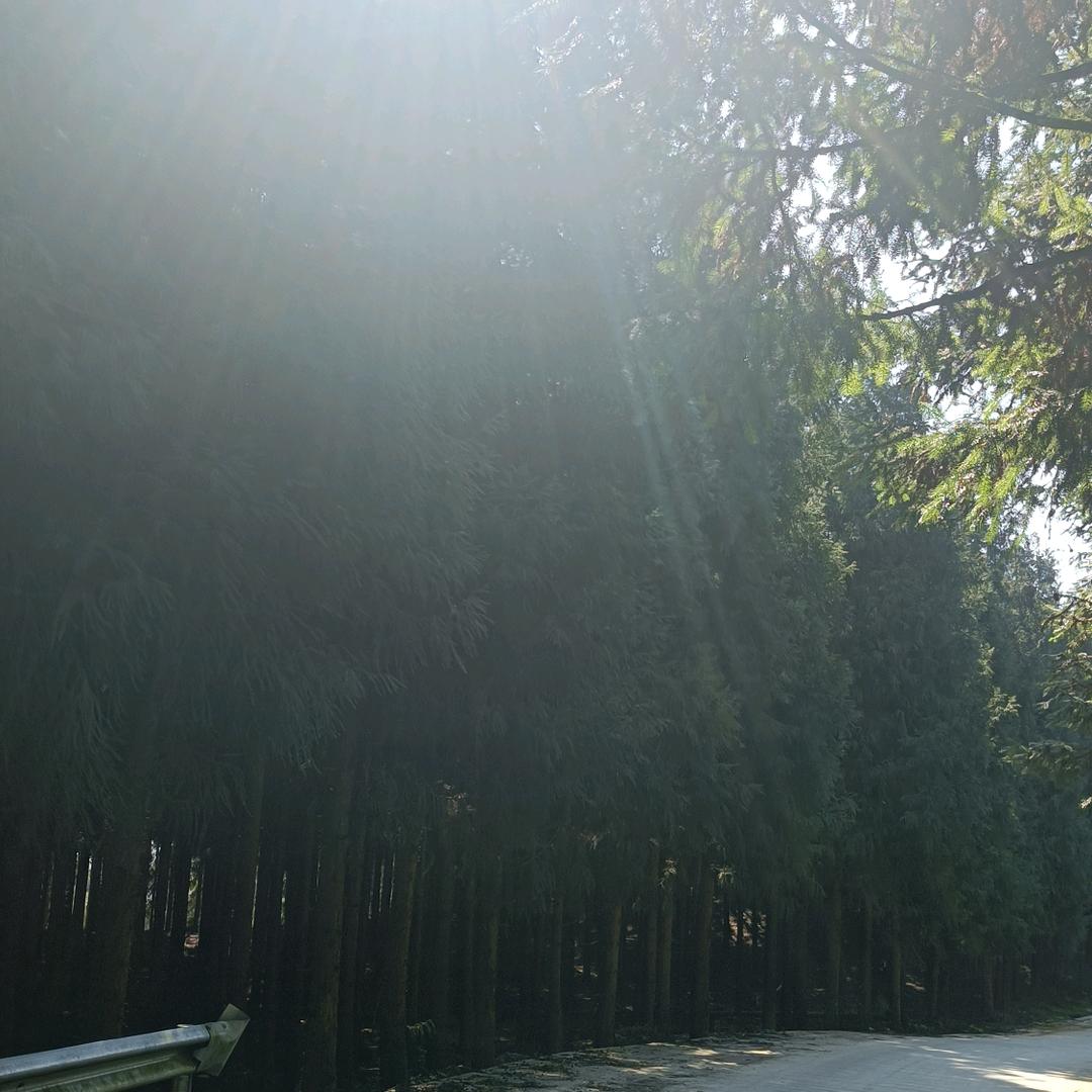 胡小叶