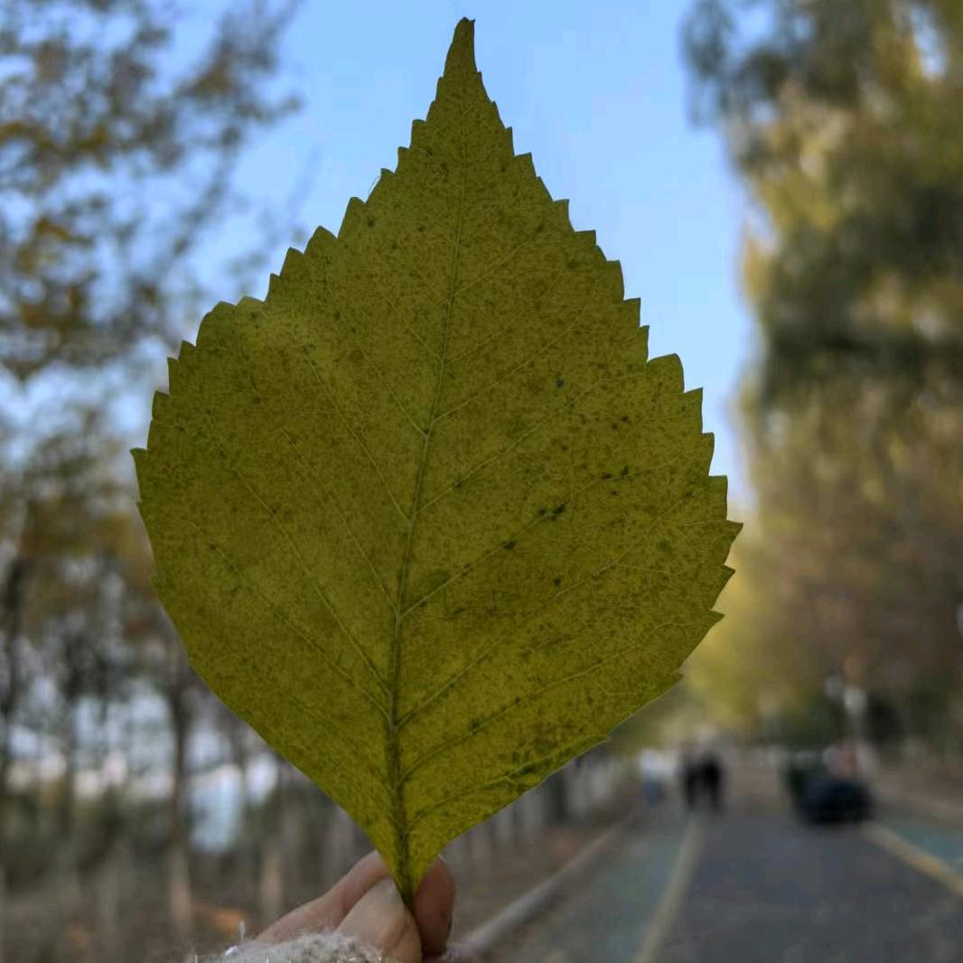 苗草堂原生态养发养生馆