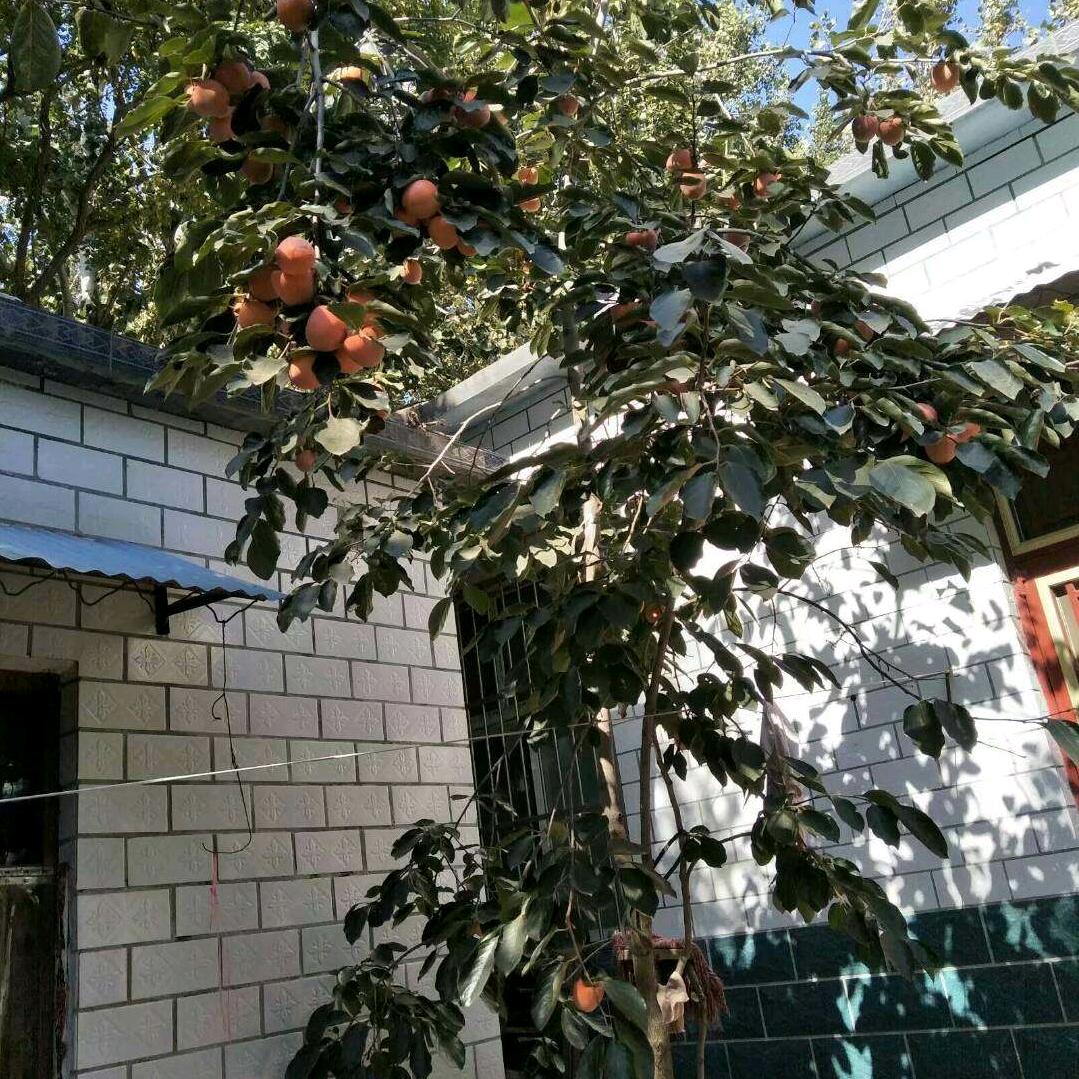 辛福满满