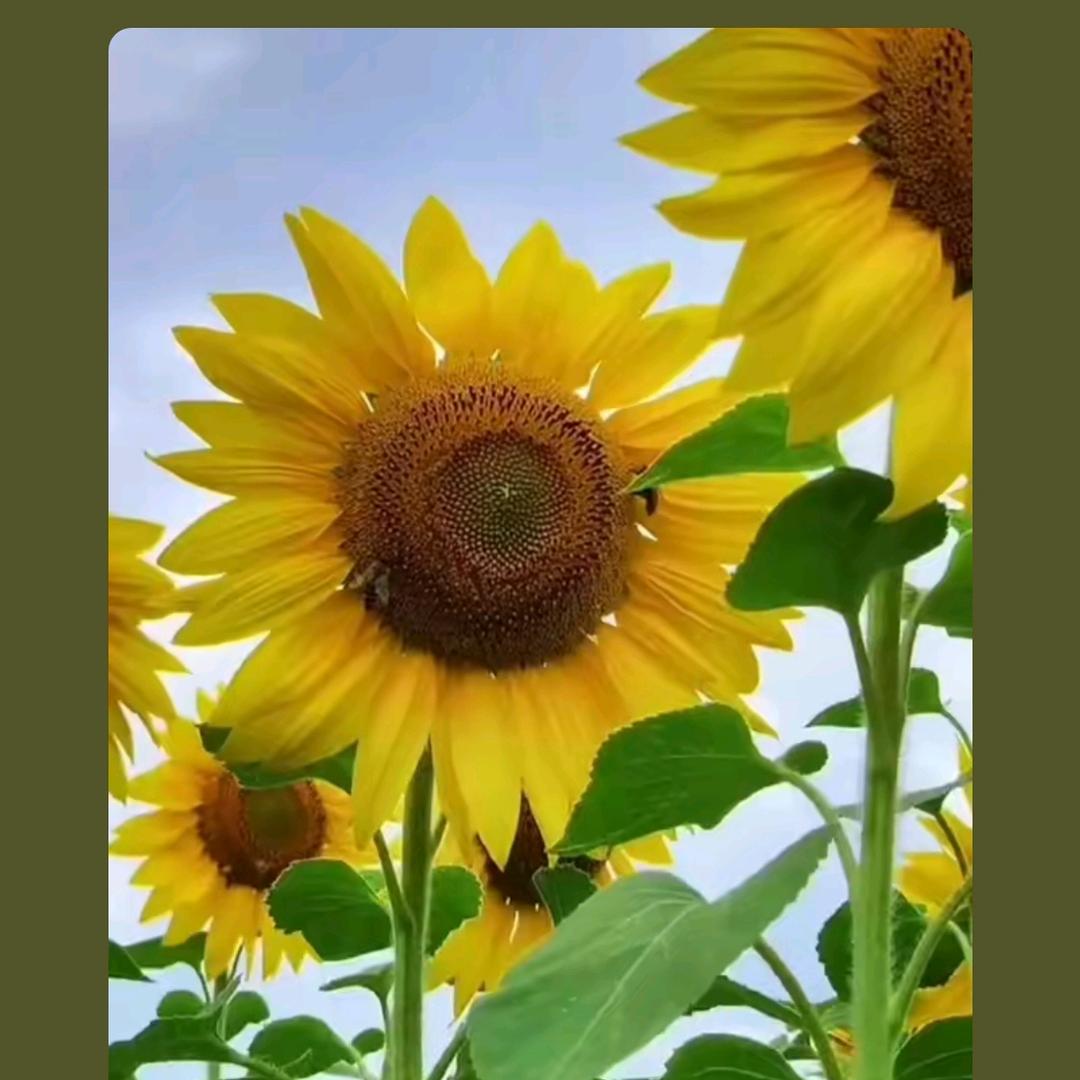 洋柿子(首播12:30)