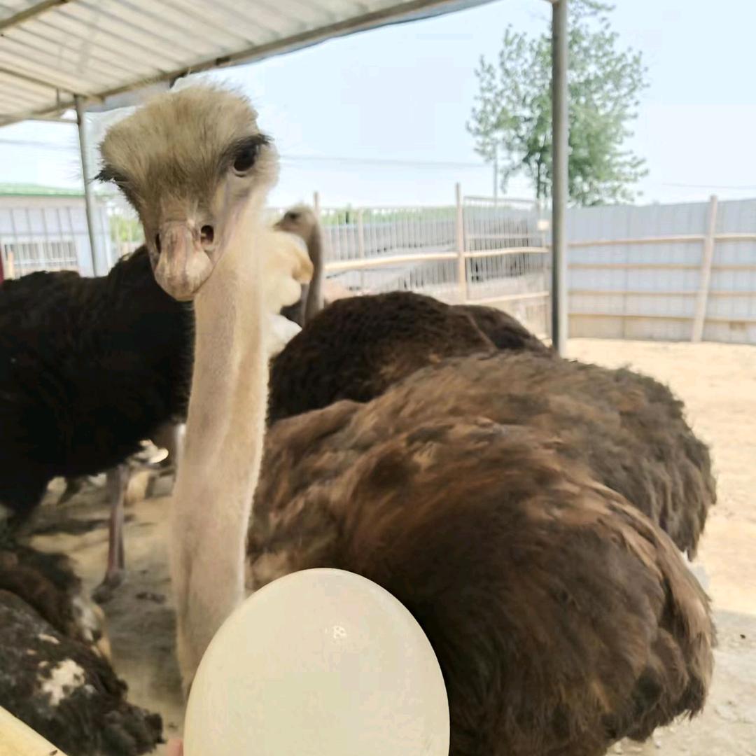 商丘亿豪珍禽养殖