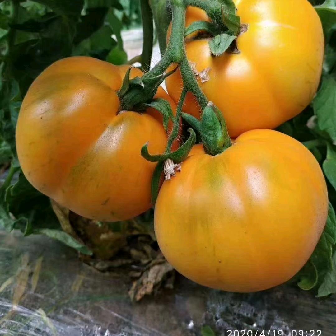 内蒙古八百里河套