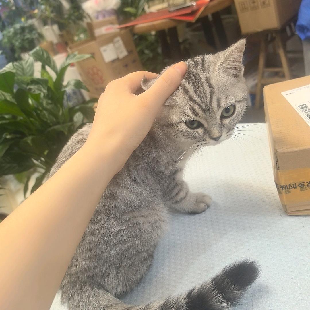 田贝贝