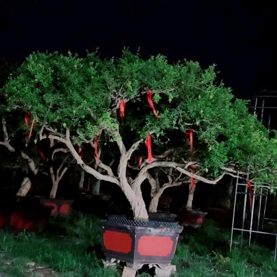 奥翔精品石榴树