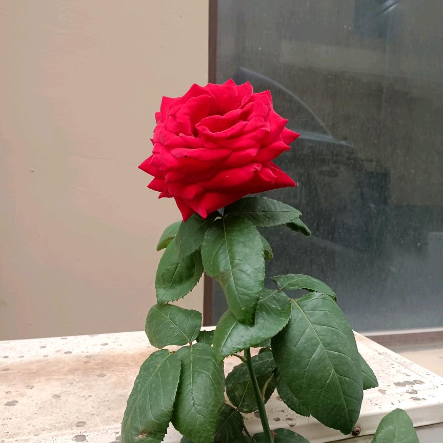 没有港湾停靠的舰