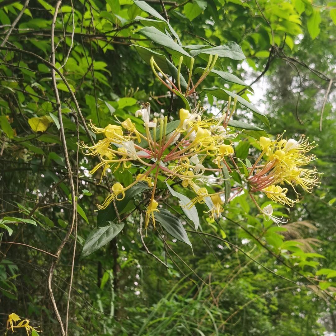 战鹰