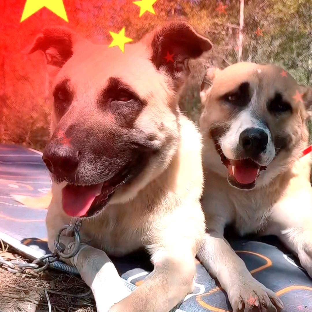 大娃的小姨🐕