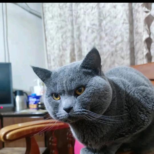 对偶句的