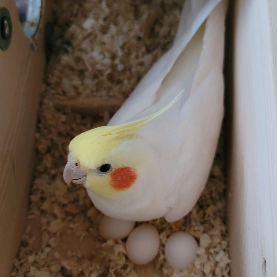 小小人家