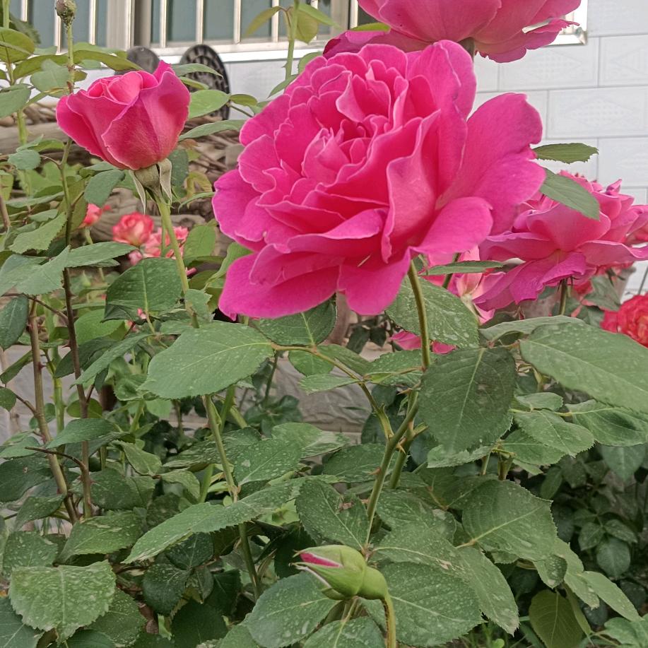 玫瑰花\