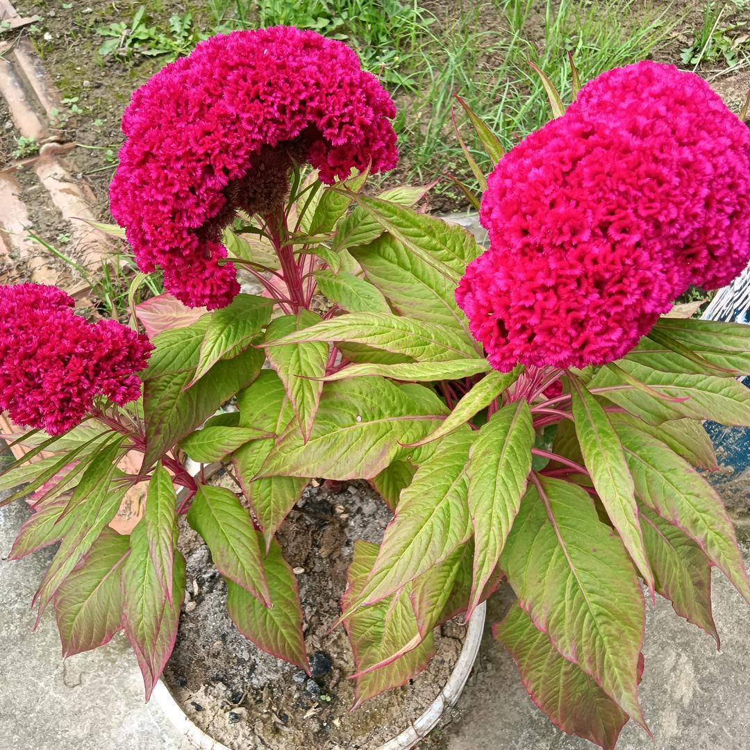 希望梦想成真。