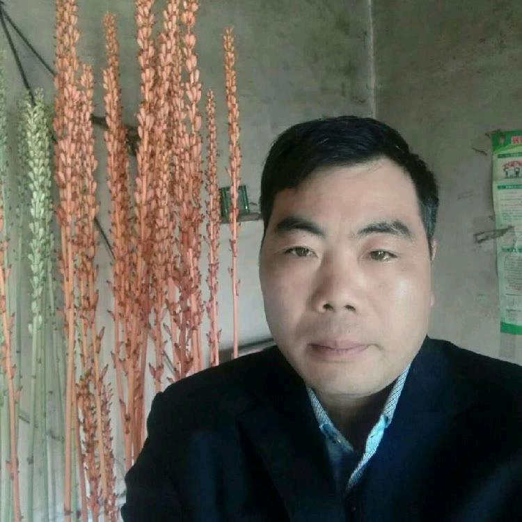 单亲九哥天麻种植