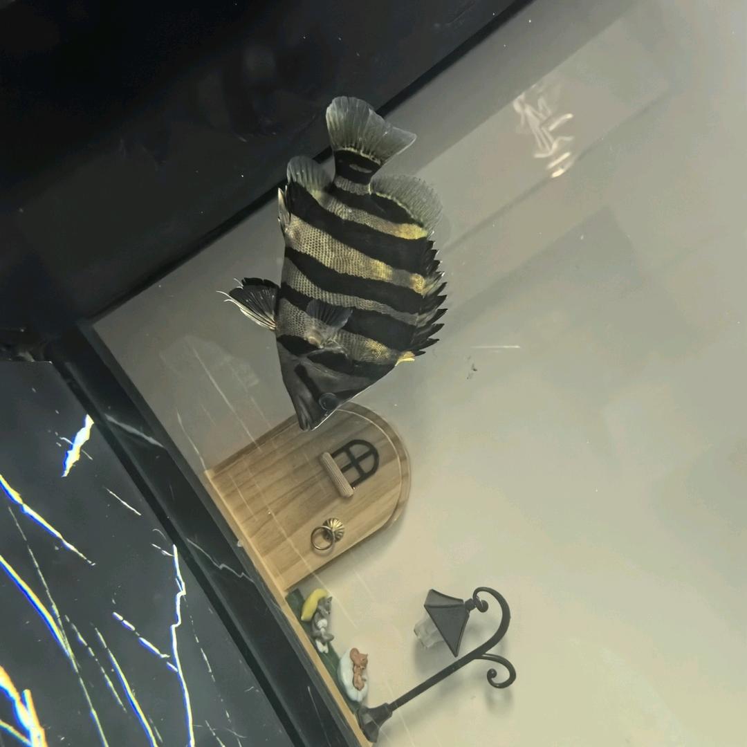 原龙的一只杂鱼