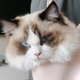 毛孩子圆圆