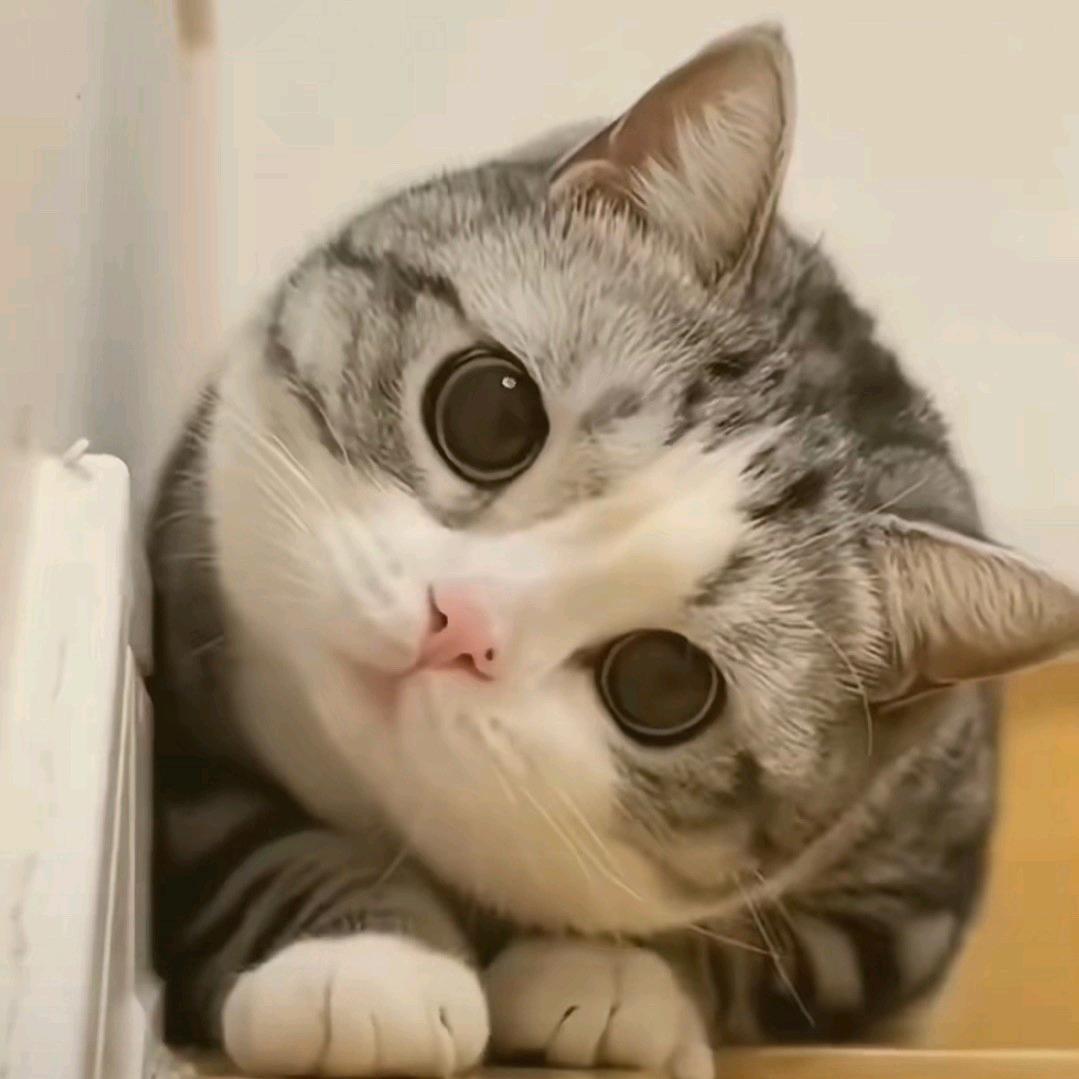渊默
