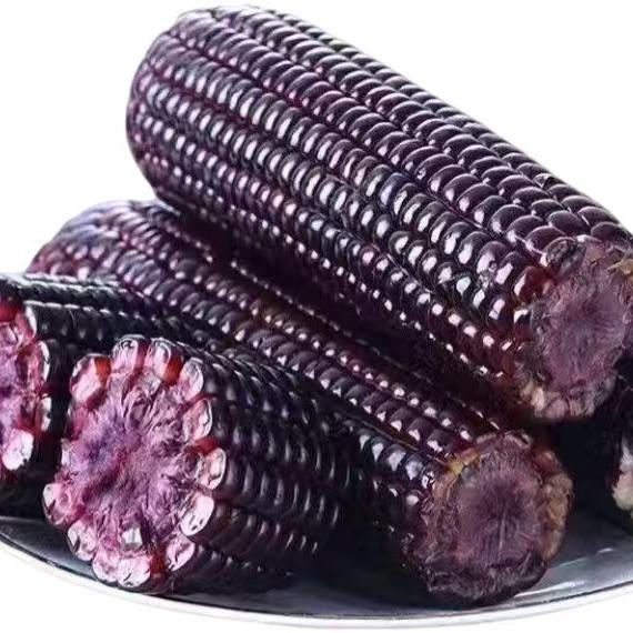 东北黑糯玉米