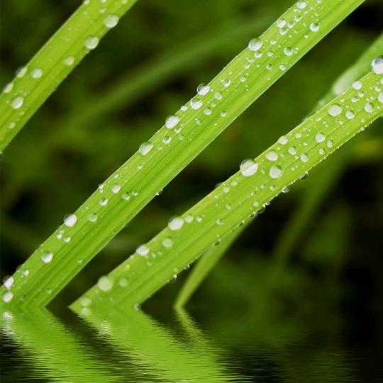 河水