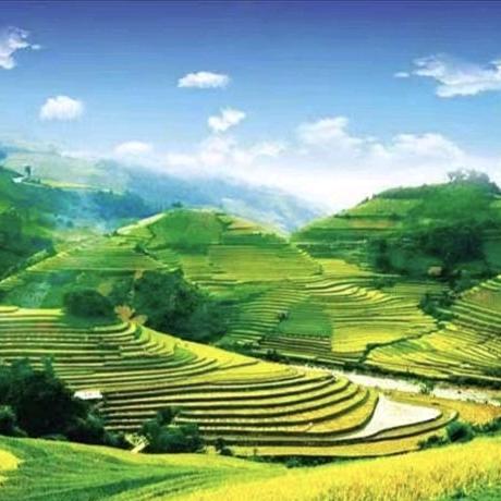 专喂土猪鸡鸭鹅的程二妹