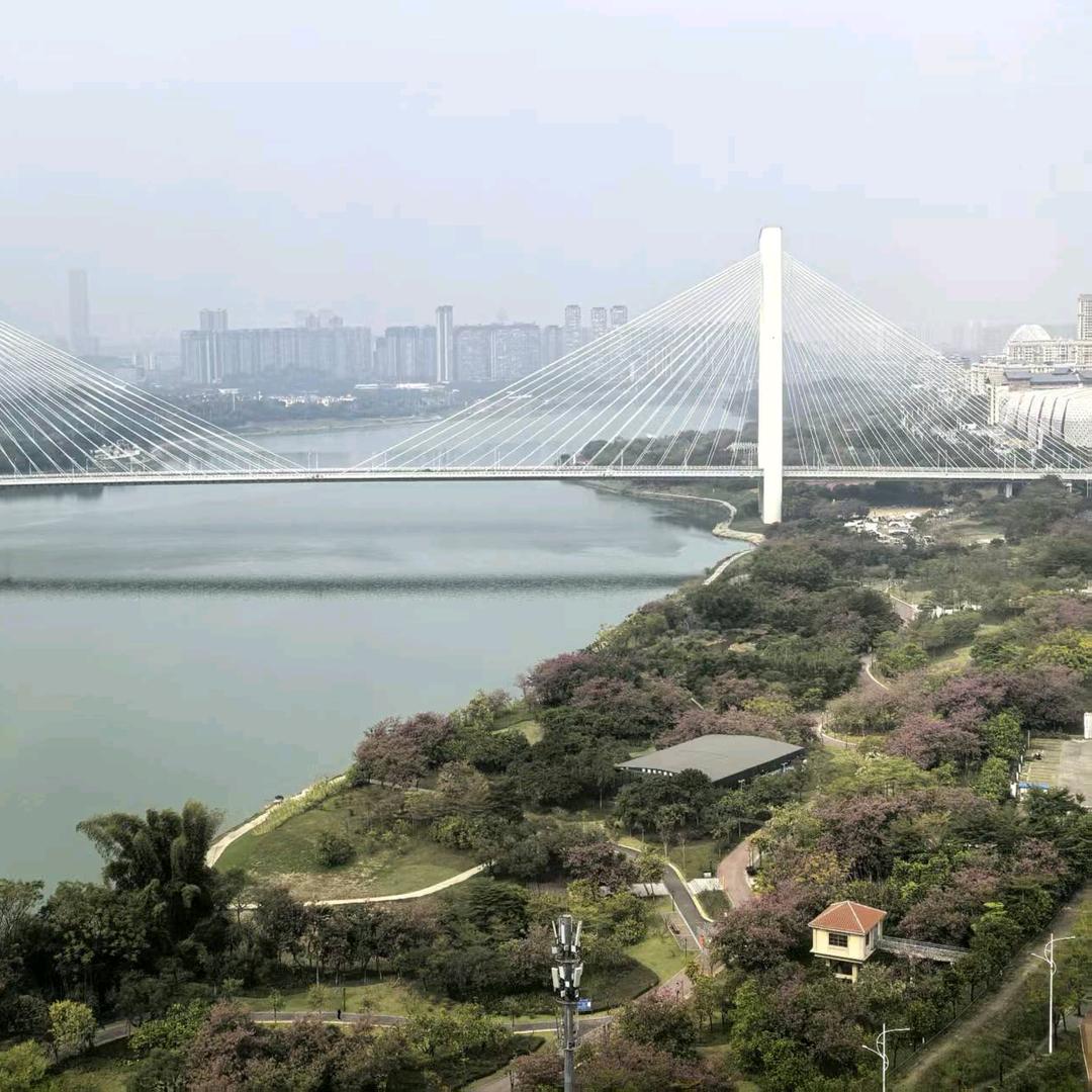 草坪上大树