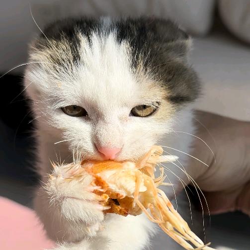 爱干饭的三花