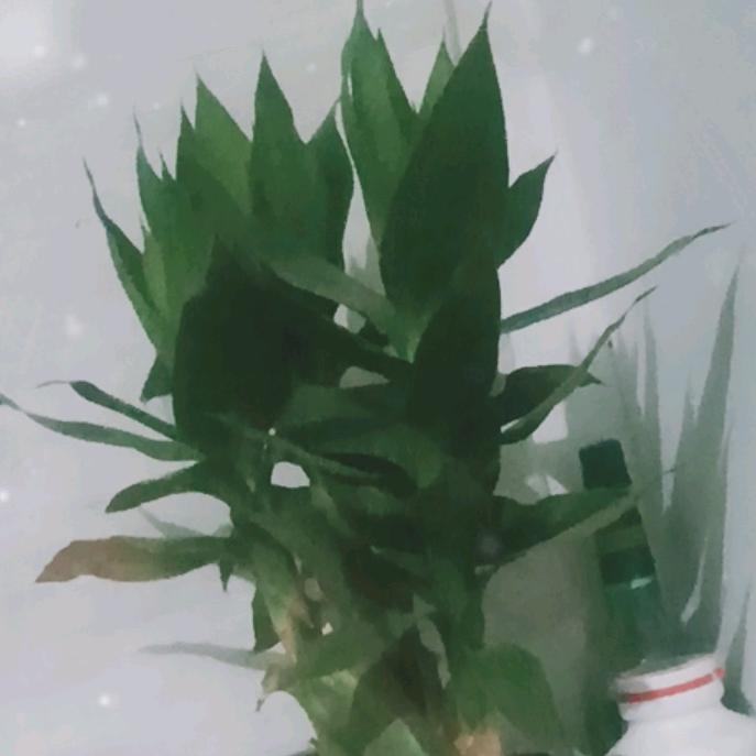 灰太狼