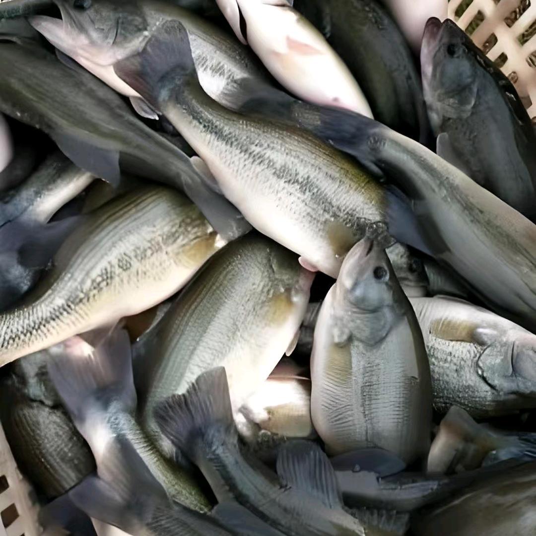 鱼生有你
