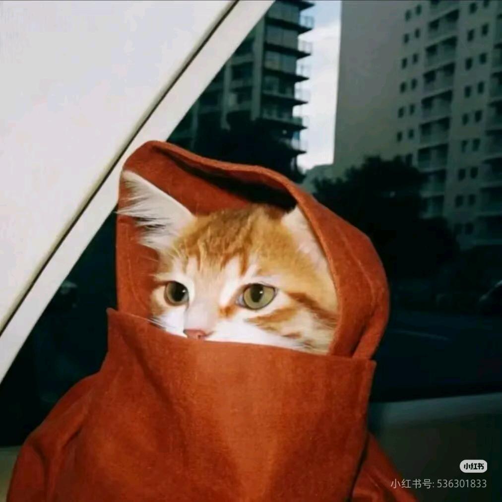 小猫钓鱼🥝