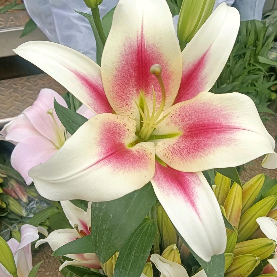 云优鲜花-大千繁花