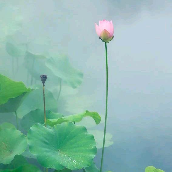 彭彭🌟